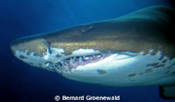 Close encounter with friendly shark by Bernard Groenewald 